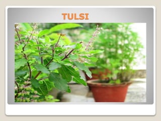 TULSI
 
