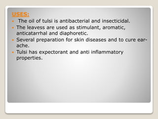 USES:
 The oil of tulsi is antibacterial and insecticidal.
 The leavess are used as stimulant, aromatic,
anticatarrhal and diaphoretic.
 Several preparation for skin diseases and to cure ear-
ache.
 Tulsi has expectorant and anti inflammatory
properties.
 