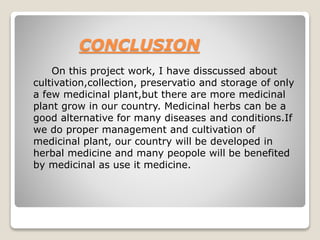 CONCLUSION
On this project work, I have disscussed about
cultivation,collection, preservatio and storage of only
a few medicinal plant,but there are more medicinal
plant grow in our country. Medicinal herbs can be a
good alternative for many diseases and conditions.If
we do proper management and cultivation of
medicinal plant, our country will be developed in
herbal medicine and many peopole will be benefited
by medicinal as use it medicine.
 