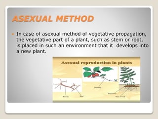 ASEXUAL METHOD
 In case of asexual method of vegetative propagation,
the vegetative part of a plant, such as stem or root,
is placed in such an environment that it develops into
a new plant.
 