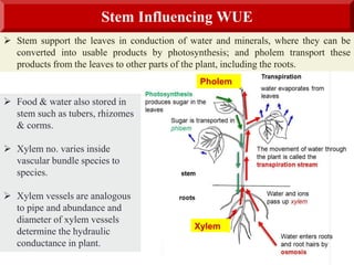  Stem support the leaves in conduction of water and minerals, where they can be
converted into usable products by photosynthesis; and pholem transport these
products from the leaves to other parts of the plant, including the roots.
Stem Influencing WUE
Xylem
Pholem
 Food & water also stored in
stem such as tubers, rhizomes
& corms.
 Xylem no. varies inside
vascular bundle species to
species.
 Xylem vessels are analogous
to pipe and abundance and
diameter of xylem vessels
determine the hydraulic
conductance in plant.
 
