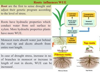 Root are the first to sense drought and
adjust their genetic program according
to the level of stress.
Roots have hydraulic properties which
conduct water from soil surface to
xylem. More hydraulic properties plants
have more WUE.
Monocot roots absorb water just behind
the root tip and dicots absorb from
entire root length.
In case of drought stress, increase in no.
of branches in monocot or increase in
length of root in dicots, WUE can be
increased .
Fibrous roots
Tap roots
Roots influences WUE
 