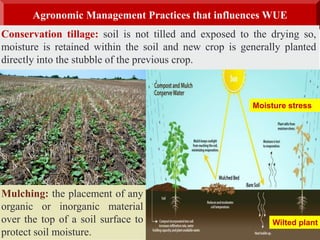 Agronomic Management Practices that influences WUE
Conservation tillage: soil is not tilled and exposed to the drying so,
moisture is retained within the soil and new crop is generally planted
directly into the stubble of the previous crop.
Mulching: the placement of any
organic or inorganic material
over the top of a soil surface to
protect soil moisture.
Moisture stress
Wilted plant
 