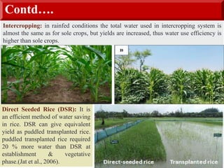 Contd….
Intercropping: in rainfed conditions the total water used in intercropping system is
almost the same as for sole crops, but yields are increased, thus water use efficiency is
higher than sole crops.
Direct Seeded Rice (DSR): It is
an efficient method of water saving
in rice. DSR can give equivalent
yield as puddled transplanted rice.
puddled transplanted rice required
20 % more water than DSR at
establishment & vegetative
phase.(Jat et al., 2006).
 
