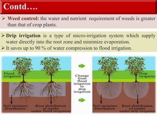 Contd….
 Weed control: the water and nutrient requirement of weeds is greater
than that of crop plants.
Drip irrigation is a type of micro-irrigation system which supply
water directly into the root zone and minimize evaporation.
It saves up to 90 % of water compression to flood irrigation.
 