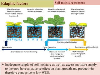 Edaphic factors
 Inadequate supply of soil moisture as well as excess moisture supply
to the crop have an adverse effect on plant growth and productivity
therefore conducive to low WUE.
Soil moisture content
 