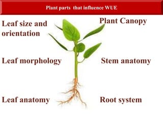 Plant parts that influence WUE
Leaf size and
orientation
Leaf morphology
Leaf anatomy
Plant Canopy
Stem anatomy
Root system
 