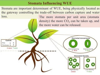 Stomata are important determinant of WUE, being physically located as
the gateway controlling the trade-off between carbon capture and water
loss. The more stomata per unit area (stomata
density) the more CO2 can be taken up, and
the more water can be released.
Stomata Influencing WUE
 