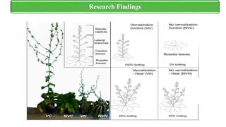 Physiological and Molecular Mechanisms Underlying Flowering | PPTX