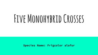 FiveMonohybridCrosses
Species Name: Frigcolor alafur
 