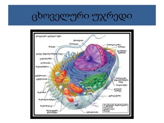 ცხოველური უჯრედი
 