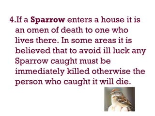 4.If a Sparrow enters a house it is
an omen of death to one who
lives there. In some areas it is
believed that to avoid ill luck any
Sparrow caught must be
immediately killed otherwise the
person who caught it will die.
 