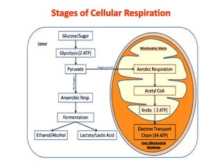 Anaerobic respiration | PPTX