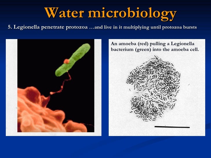 Uk Presentation (Legionella)