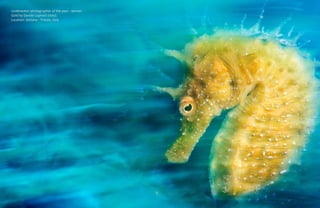 Underwater photographer of the year - winner.
Gold by Davide Lopresti (Italy)
Location: Sistiana - Trieste, Italy
 