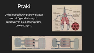 Uk ad Oddechowy U Zwierz t PPTX uk-ad-oddechowy-u-zwierz-t-pptx