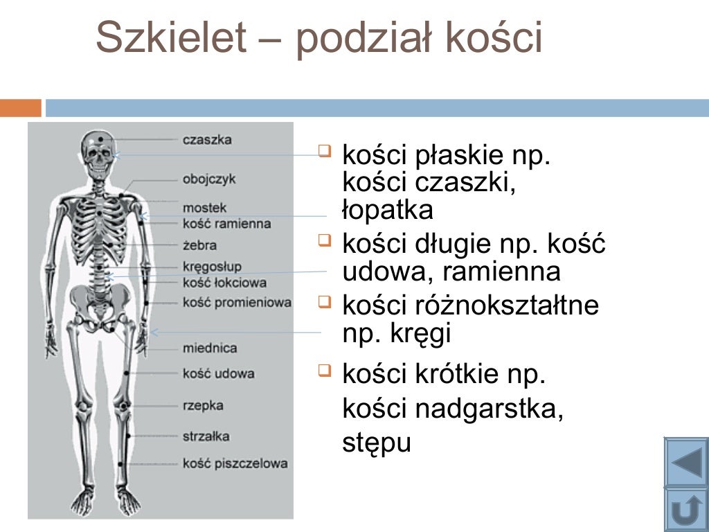 Układ ruchu