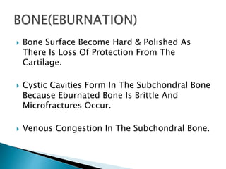  Bone Surface Become Hard & Polished As
There Is Loss Of Protection From The
Cartilage.
 Cystic Cavities Form In The Subchondral Bone
Because Eburnated Bone Is Brittle And
Microfractures Occur.
 Venous Congestion In The Subchondral Bone.
 