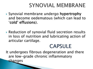  Synovial membrane undergo hypertrophy
and become oedematous (which can lead to
‘cold’ effusions).
 Reduction of synovial fluid secretion results
in loss of nutrition and lubricating action of
articular cartilage.
CAPSULE
It undergoes fibrous degeneration and there
are low-grade chronic inflammatory
changes
 