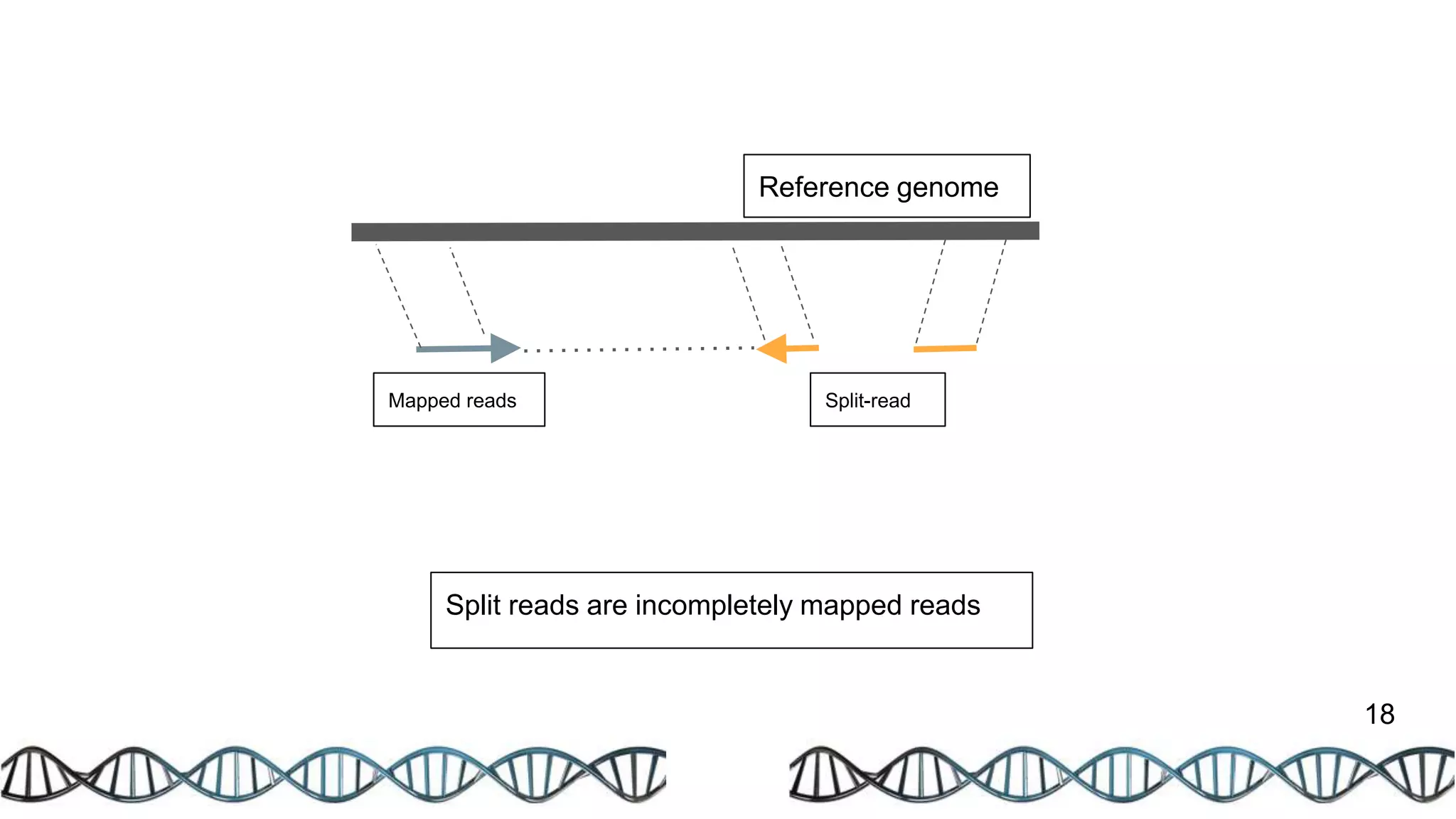 18
Split-read
Split reads are incompletely mapped reads
Reference genome
Mapped reads
 