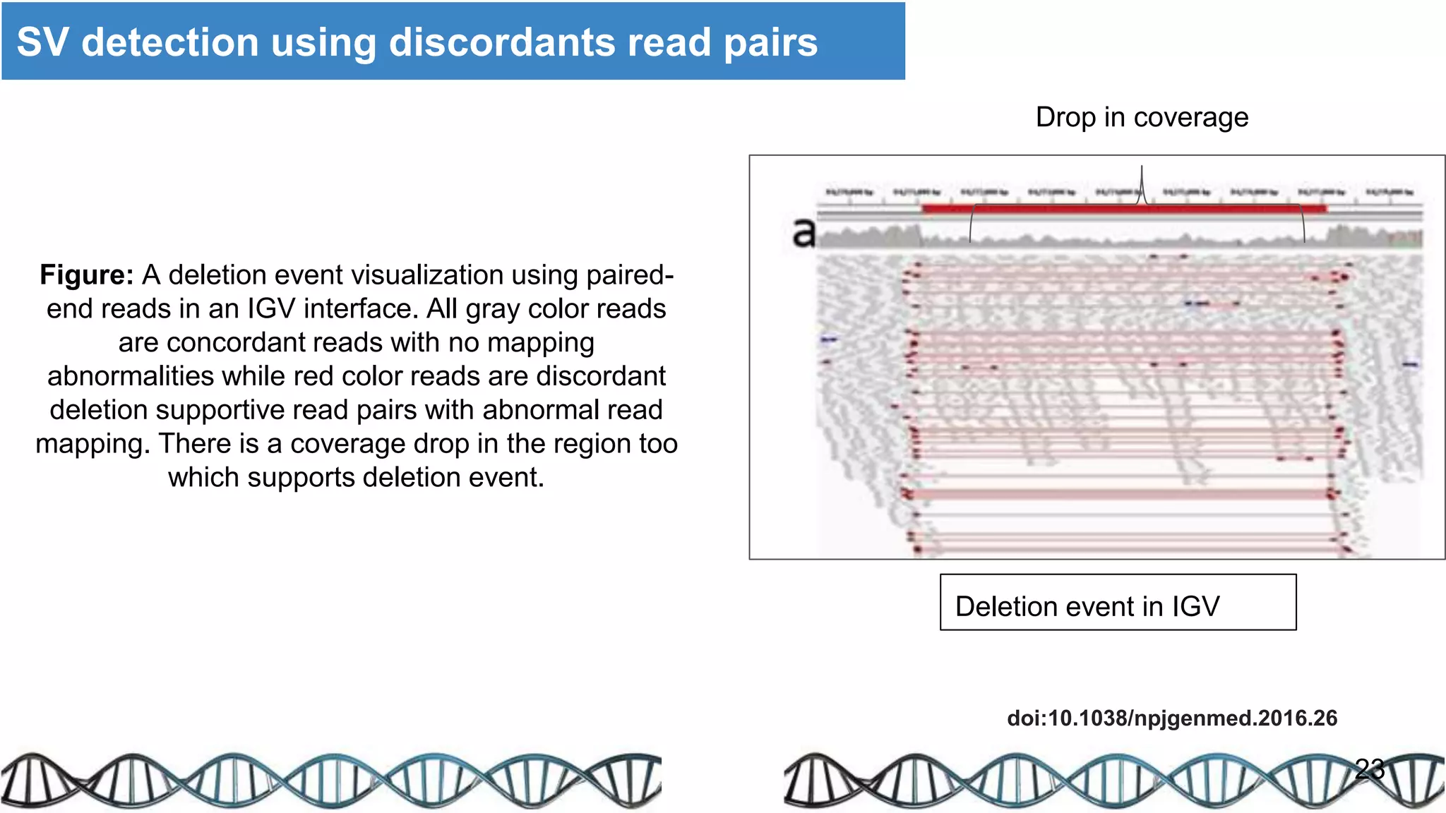 23
Drop in coverage
Deletion event in IGV
doi:10.1038/npjgenmed.2016.26
Figure: A deletion event visualization using paired-
end reads in an IGV interface. All gray color reads
are concordant reads with no mapping
abnormalities while red color reads are discordant
deletion supportive read pairs with abnormal read
mapping. There is a coverage drop in the region too
which supports deletion event.
SV detection using discordants read pairs
 