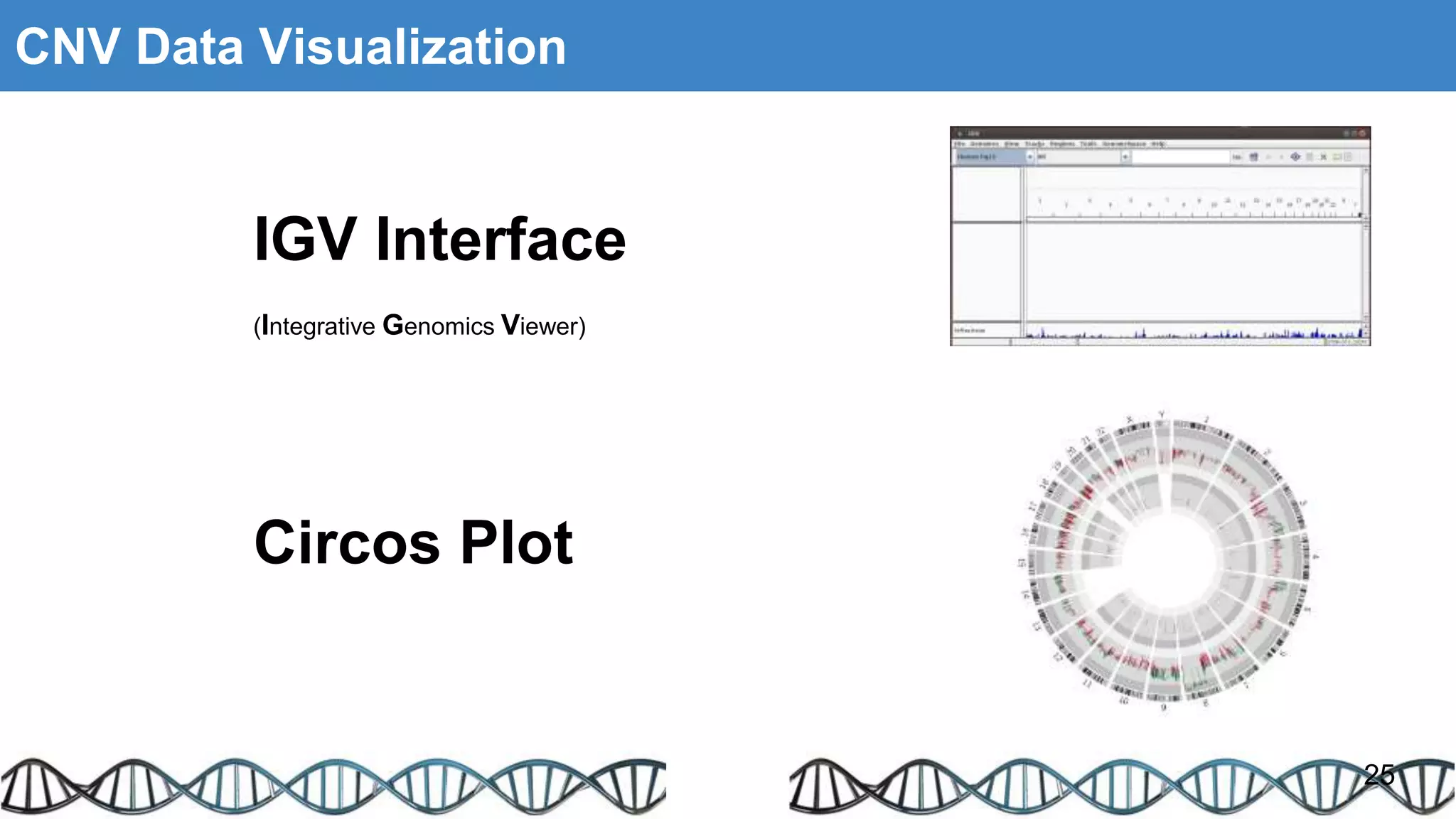 CNV Data Visualization
25
IGV Interface
Circos Plot
(Integrative Genomics Viewer)
 