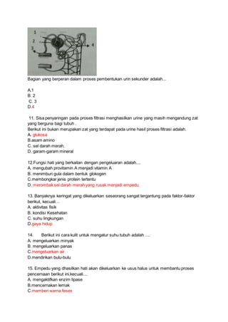 Bagian yang berperan dalam proses pembentukan urin sekunder adalah...
A.1
B. 2
C. 3
D.4
11. Sisa penyaringan pada proses filtrasi menghasilkan urine yang masih mengandung zat
yang berguna bagi tubuh .
Berikut ini bukan merupakan zat yang terdapat pada urine hasil proses filtrasi adalah.
A. glukosa
B.asam amino
C. sel darah merah.
D. garam-garam mineral
12.Fungsi hati yang berkaitan dengan pengeluaran adalah....
A. mengubah provitamin A menjadi vitamin A
B. menimbun gula dalam bentuk glokogen
C.membongkar jenis protein tertentu
D. merombak sel darah merah yang rusak menjadi empedu
13. Banyaknya keringat yang dikeluarkan seseorang sangat tergantung pada faktor-faktor
berikut, kecuali…
A. aktivitas fisik
B. kondisi Kesehatan
C. suhu lingkungan
D.gaya hidup
14. Berikut ini cara kulit untuk mengatur suhu tubuh adalah ....
A. mengeluarkan minyak
B. mengeluarkan panas
C.mengeluarkan air
D.mendirikan bulu-bulu
15. Empedu yang dhasilkan hati akan dikeluarkan ke usus halus untuk membantu proses
pencernaan berikut ini,kecuali....
A. mengaktifkan enzim lipase
B.mencernakan lemak
C.memberi warna feses
 