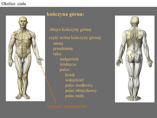 Uklad Kostno Miesniowy PDF uklad-kostno-miesniowy-pdf