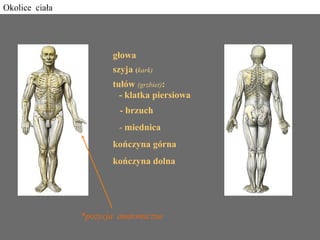 głowa
szyja (kark)
tułów (grzbiet):
- klatka piersiowa
- brzuch
- miednica
kończyna górna
kończyna dolna
Okolice ciała
*pozycja anatomiczna
 