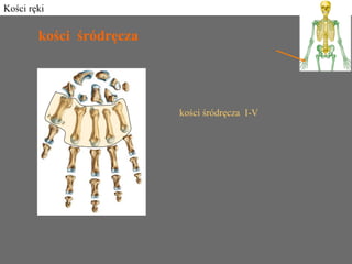Kości ręki
kości śródręcza
kości śródręcza I-V
 
