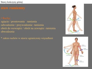 Stawy kończyny górnej
staw ramienny
• Ruchy:
zgięcie / prostowanie ramienia
odwodzenie / przywodzenie ramienia
obrót do we...