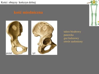 Uklad kostno miesniowy | PPT