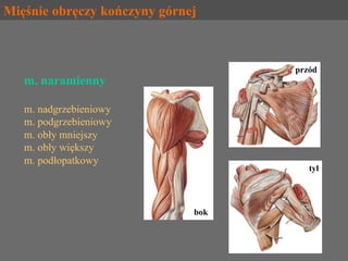 Mięśnie kończyny górnej
• mm. obręczy
• mm. ramienia
grupa przednia
grupa tylna
• mm. przedramienia
grupa przednia
grupa t...