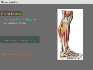 Mięśnie stopy
mm. grzbietowe stopy:
mm. prostowniki palców
mm. podeszwowe stopy:
mięśnie palucha
mięśnie palca V
zginacze ...