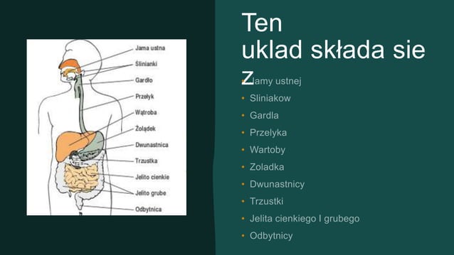 Rozwiazany Sprawdzian Z Ukladu Pokarmowego Uklad pokarmowy 7-c.pptx