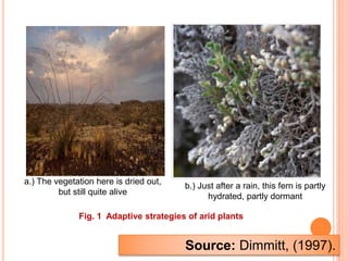 b.) Just after a rain, this fern is partly
hydrated, partly dormant
a.) The vegetation here is dried out,
but still quite alive
Fig. 1 Adaptive strategies of arid plants
Source: Dimmitt, (1997).
 