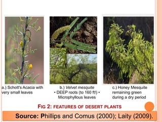 FIG 2: FEATURES OF DESERT PLANTS
Source: Phillips and Comus (2000); Laity (2009).
a.) Schott's Acacia with
very small leaves
c.) Honey Mesquite
remaining green
during a dry period
b.) Velvet mesquite
• DEEP roots (to 160 ft!) •
Microphyllous leaves
 