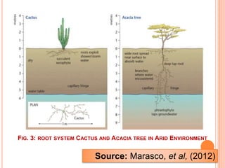FIG. 3: ROOT SYSTEM CACTUS AND ACACIA TREE IN ARID ENVIRONMENT
Source: Marasco, et al, (2012)
 