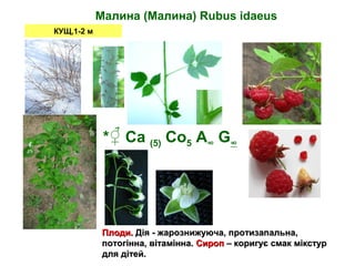Малина (Малина) Rubus idaeus
КУЩ,1-2 м
Плоди.Плоди. Дія - жарознижуюча, протизапальна,Дія - жарознижуюча, протизапальна,
потогінна, вітамінна.потогінна, вітамінна. СиропСироп – коригує смак мікстур– коригує смак мікстур
для дітей.для дітей.
*♀ Са (5) Со5 А∞ G∞
 