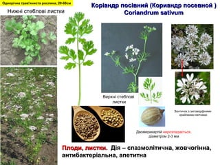 ККоріандр посівнийоріандр посівний (Кориандр посевной(Кориандр посевной ))
Coriandrum sativumCoriandrum sativum
Плоди, листки.Плоди, листки. Дія – спазмолітична, жовчогінна,Дія – спазмолітична, жовчогінна,
антибактеріальна, апетитнаантибактеріальна, апетитна
Двомерикарпій нерозпадається,
діаметром 2-3 мм
Однорічна трав'яниста рослина, 20-60см
Нижні стеблові листки
Верхні стеблові
листки
Зонтичок з зигоморфними
крайовими квітками
 