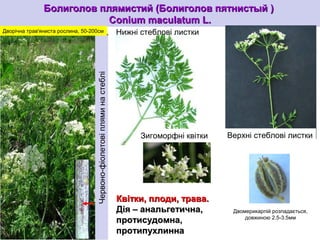 Квітки, плоди, трава.Квітки, плоди, трава.
Дія – анальгетична,Дія – анальгетична,
протисудомна,протисудомна,
протипухлиннапротипухлинна
Болиголов плямистий (ББолиголов плямистий (Болиголов пятнистыйолиголов пятнистый ))
Conium maculatum L.Conium maculatum L.
Дворічна трав'яниста рослина, 50-200см
Зигоморфні квітки
Двомерикарпій розпадається,
довжиною 2.5-3.5мм
Нижні стеблові листки
Верхні стеблові листки
Червоно-фіолетовіпляминастеблі
 