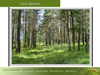 ліси країниліси країни
 