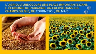 L`AGRICULTURE OCCUPE UNE PLACE IMPORTANTЕ DANS 
L`ÉCONOMIE DE L’UKRAINE. ON CULTIVE DANS LES 
CHAMPS DU BLÉ, DU TOURNESOL, DU MAÏS. 
 