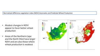 • Modest changes in NDVI
appear to favor better wheat
production
• Areas of the Northern Cape
and the North West have larg...