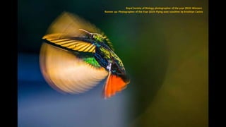 Runner up: Photographer of the Year 2019: Flying over sunshine by Kristhian Castro
Royal Society of Biology photographer of the year 2019: Winners
Runner up: Photographer of the Year 2019: Flying over sunshine by Kristhian Castro
 