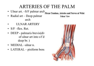 .
ARTERIES OF THE PALM
• Ulnar art. –S/F palmar arch
• Radial art – Deep palmar
arch
• ULNAR ARTERY
• S/F –flex. Ret.
• DEEP - palmaris brevis(div
of ulnar art into s/f &
deep br. )
• MEDIAL –ulnar n.
• LATERAL – pisiform bone
 