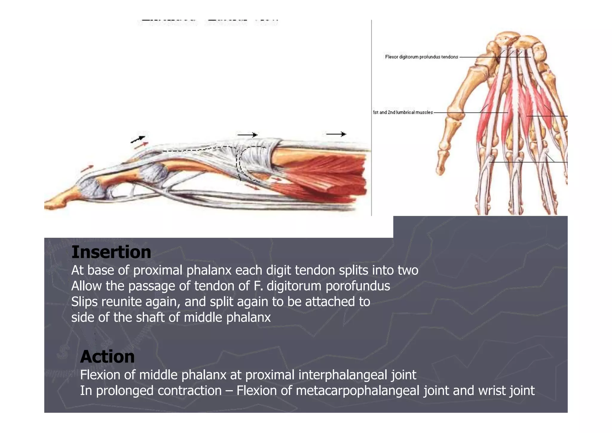 Ul- flexor - Forearm.pptx