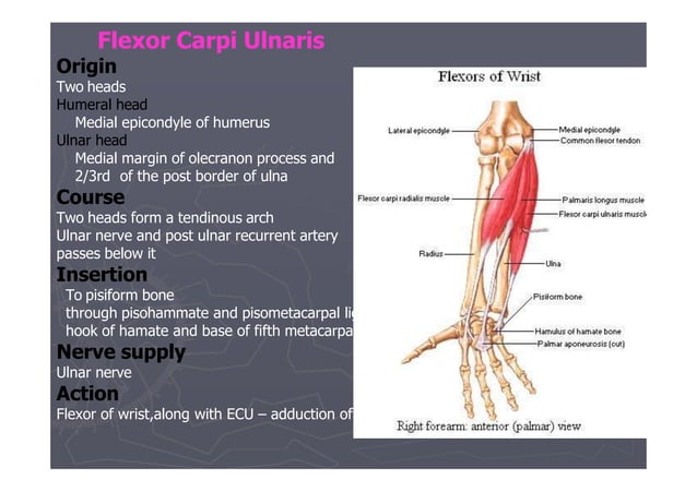 Ul- flexor - Forearm.pptx