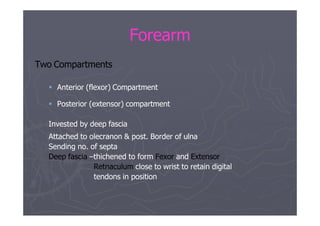 Ul- flexor - Forearm.pptx