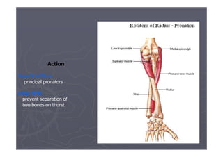Ul- flexor - Forearm.pptx